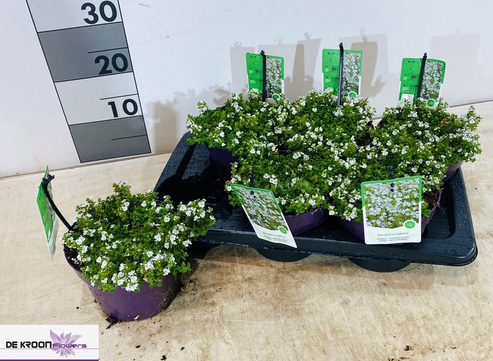 <h4>VERO REPENS</h4>