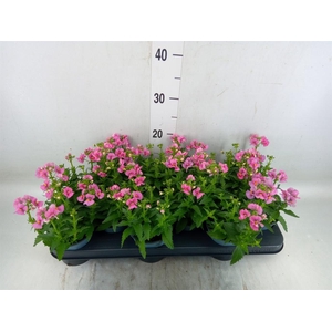 Nemesia  'Nuvo Rose'