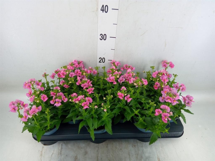<h4>Nemesia  'Nuvo Rose'</h4>