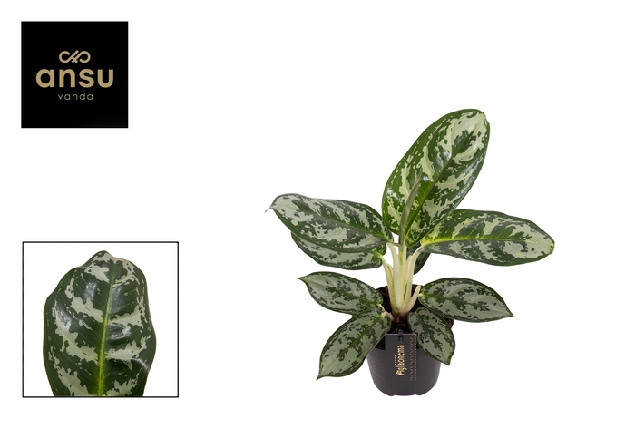 <h4>Aglaonema Amazon Silver</h4>