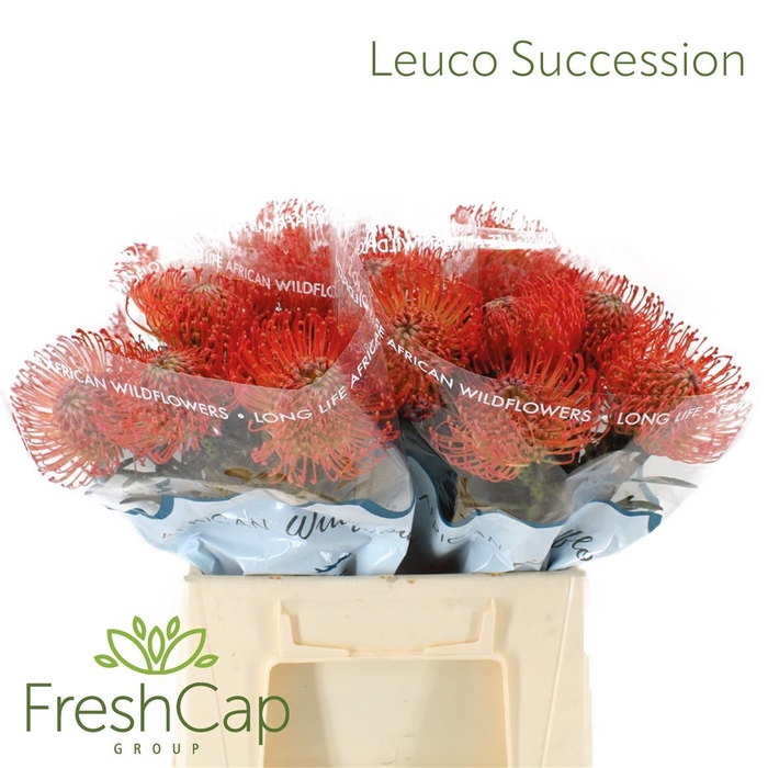 <h4>LEUCOSPERMUM CORD. 'SUCCESSION'</h4>