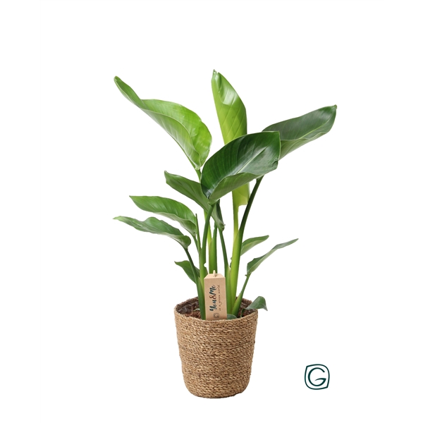 <h4>Strelitzia nicolai p17 in natural basket</h4>