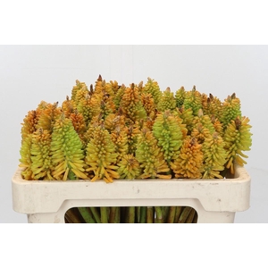 Kniphofia Eycone Peach