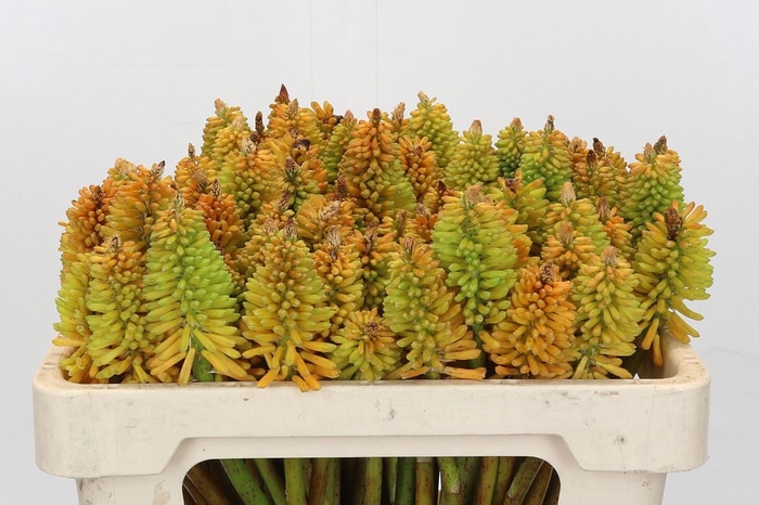 Kniphofia Eycone Peach