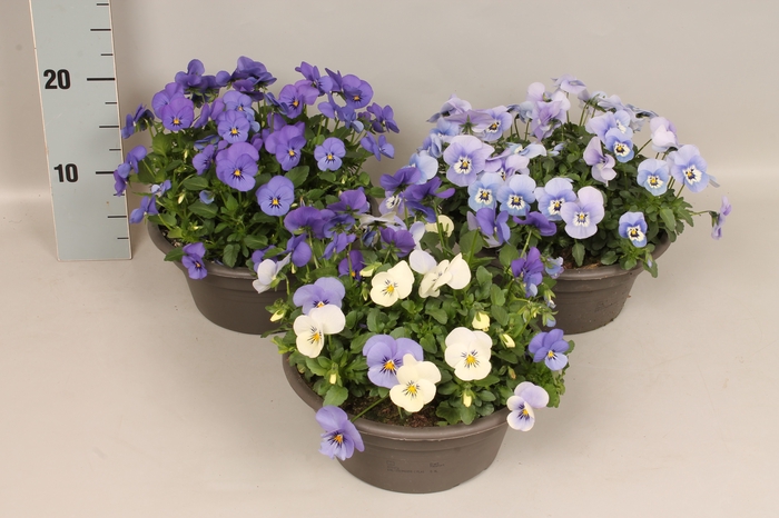 Schaal 23 Viola cornuta Divers