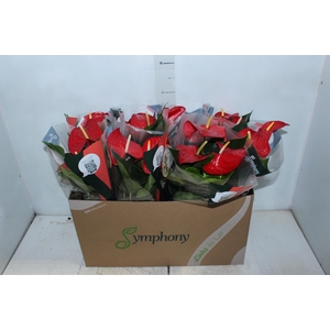ANTHURIUM P15 VERMELHO