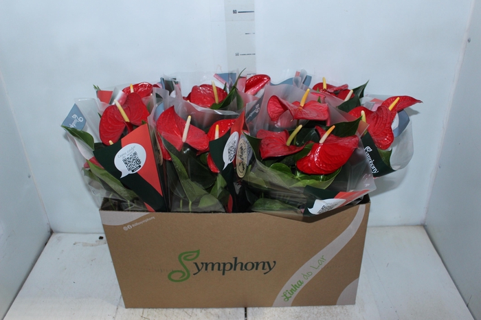 <h4>ANTHURIUM P15 VERMELHO</h4>