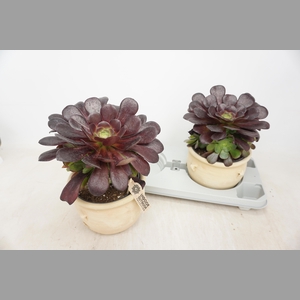 AEONIUM AB VELOURS