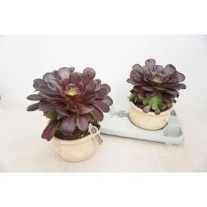 AEONIUM AB VELOURS