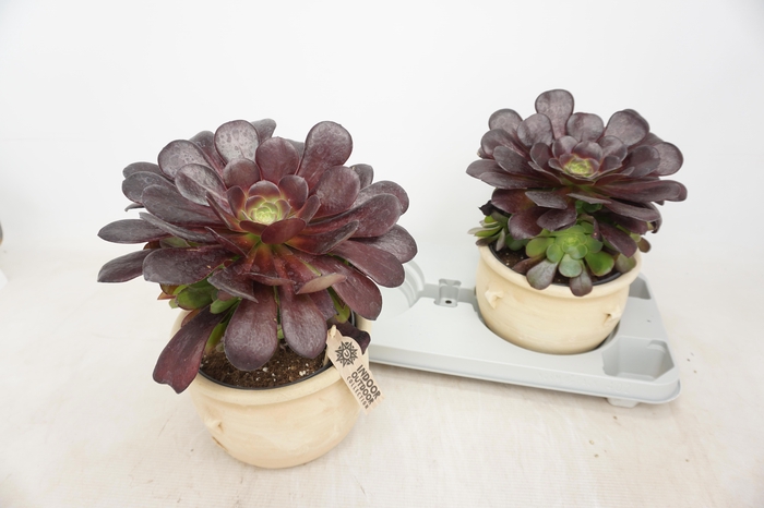 <h4>AEONIUM AB VELOURS</h4>