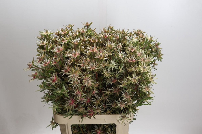 <h4>Leucadendron Ayoba Star Pearl</h4>