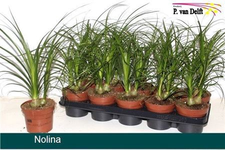 Nolina