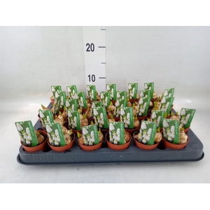 Muscari  'Magic White'