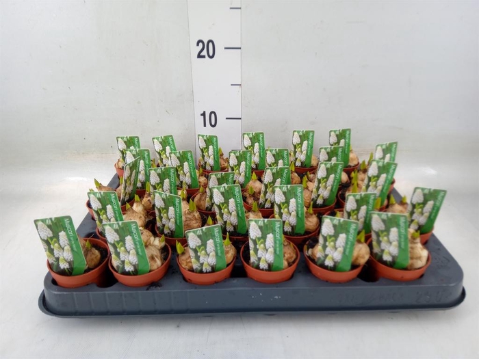 <h4>Muscari  'Magic White'</h4>