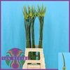 Allium Cepa Judith JM Van Berkel