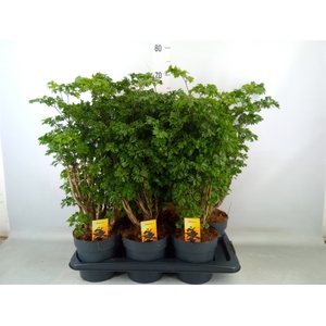 Polyscias  'Roble'