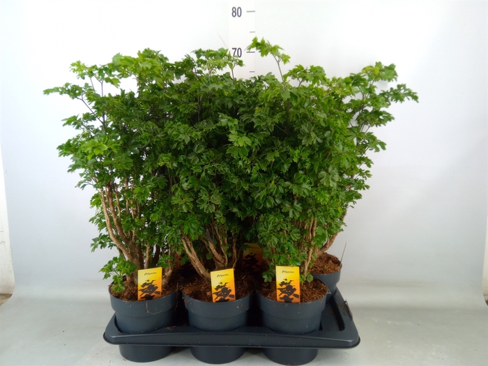 <h4>Polyscias  'Roble'</h4>