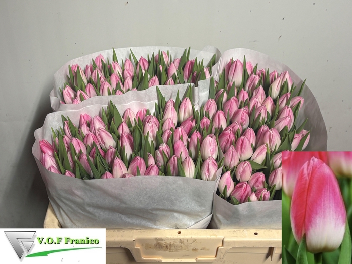 <h4>TU EN FIRST CLASS</h4>