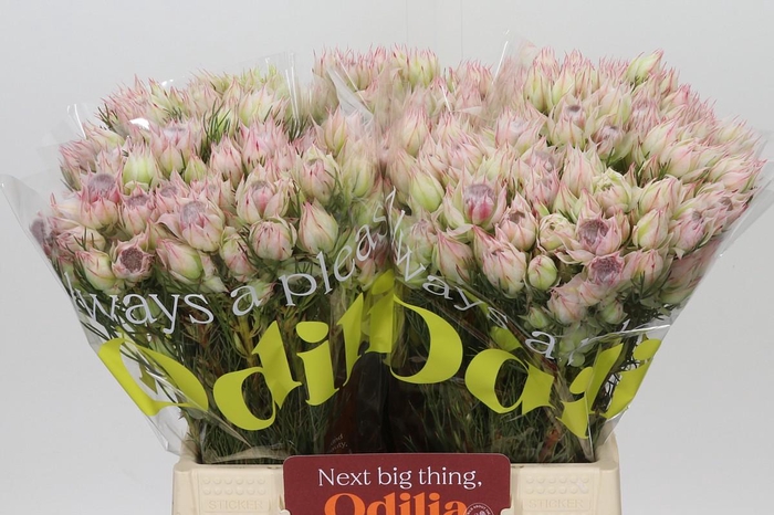 <h4>Blushing Bride Bridal Pink</h4>