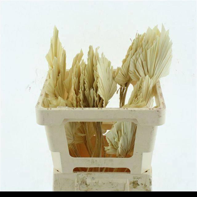 <h4>DROOGBL BEWERKT H%</h4>