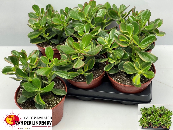 <h4>CRASS SUNSET</h4>