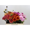Dahlia Gemengd in fust