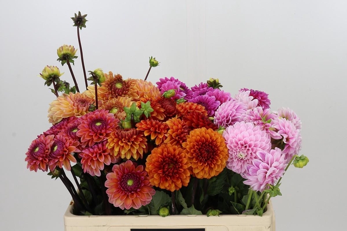 Dahlia Gemengd in fust