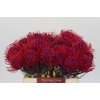 Nutans Painted Cerise