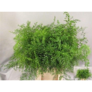 Asparagus densiflorus 'Cwebe'