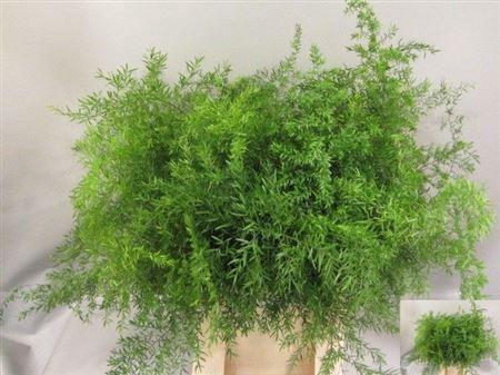 <h4>Asparagus densiflorus 'Cwebe'</h4>