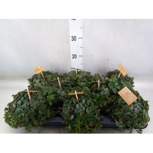 Sedum makinoi 'Tornado'