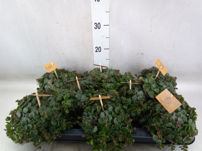 <h4>Sedum makinoi 'Tornado'</h4>