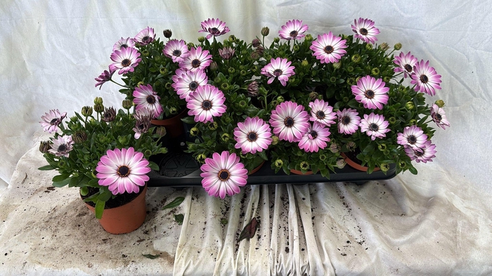 <h4>OSTEO FP PINK ORBIT</h4>