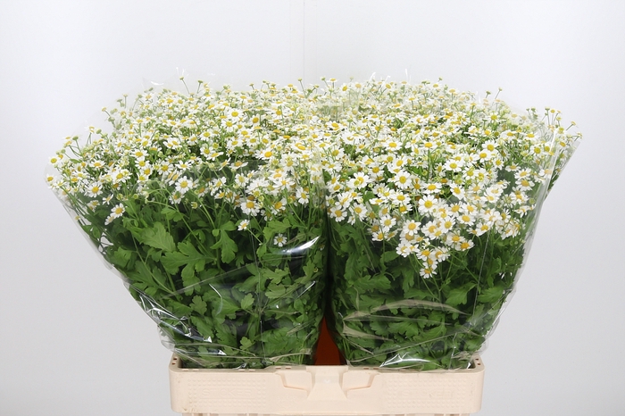 <h4>Tanacetum Pa Single Vegmo</h4>