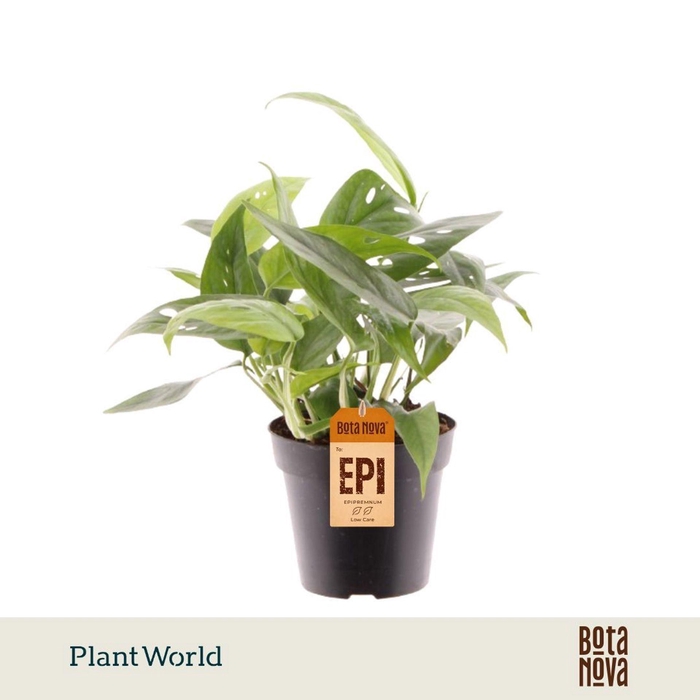 <h4>Epipremnum pinnatum pinnatum Cebu B</h4>