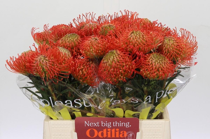 <h4>Nutans Succession</h4>