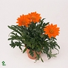 Gazania Gazoo Clear Orange 10,5Ø 125-150cm