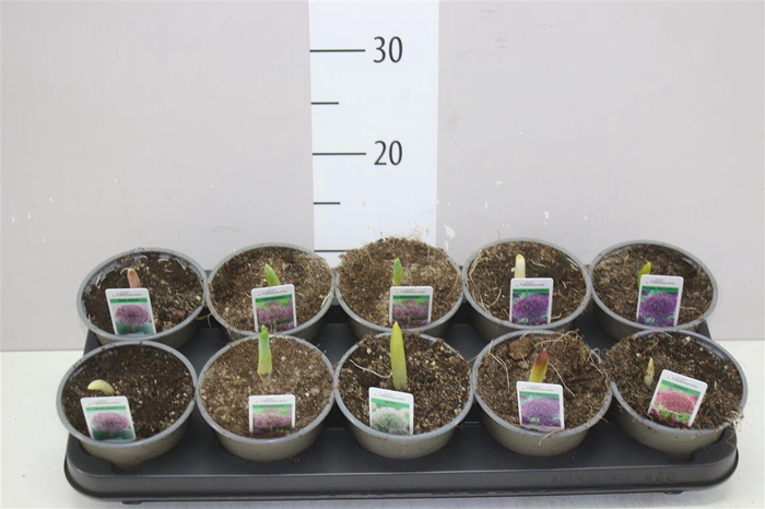 <h4>Allium Gemengd</h4>