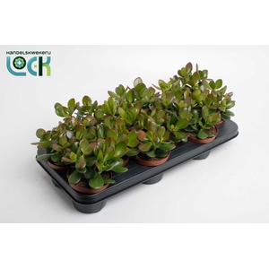 CRASS OVATA