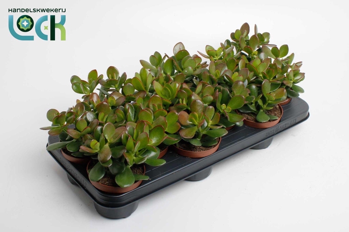 <h4>Crassula Argentea Ovata</h4>