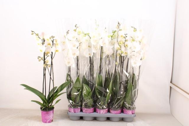 <h4>PHAL OV WIT</h4>