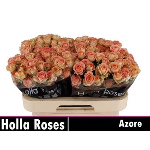 R Tr Azore