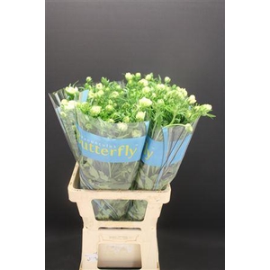 Ran Butterfly Graces 70cm