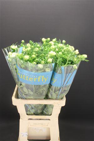 <h4>Ran Butterfly Graces 70cm</h4>