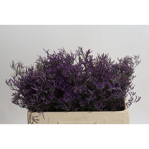 Limonium ov Safora Dark Blue