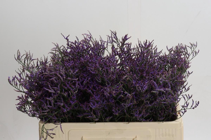 <h4>Limonium ov Safora Dark Blue</h4>