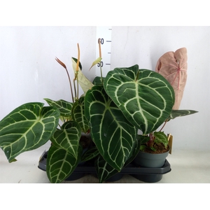 Anthurium cryst. 'Karma Crystal'