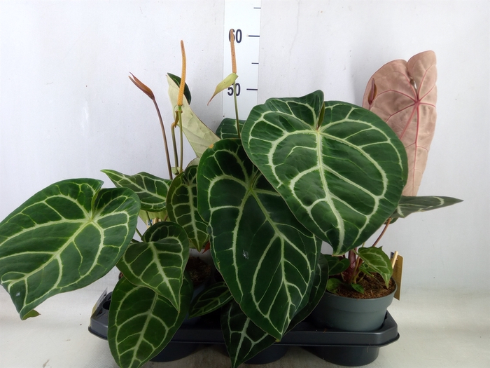 <h4>Anthurium cryst. 'Karma Crystal'</h4>