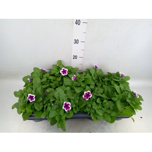 Petunia   ...