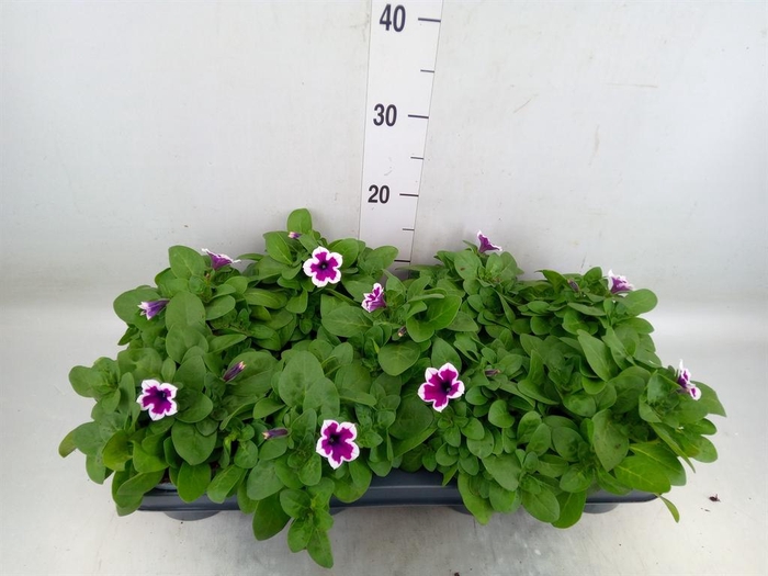 <h4>Petunia   ...</h4>